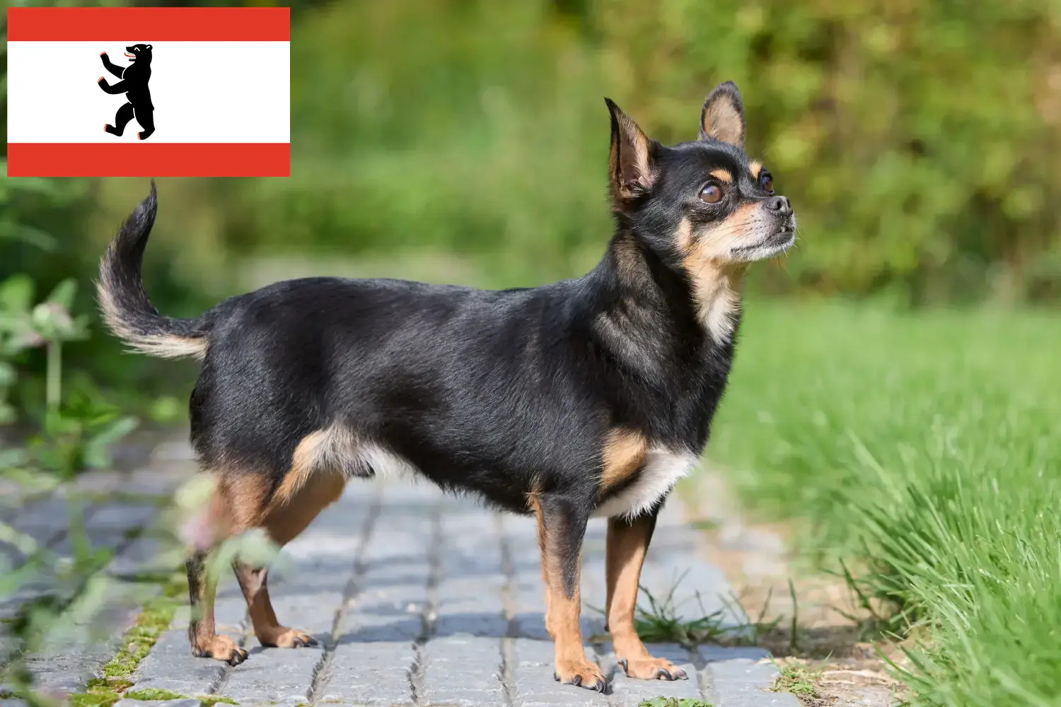 Chihuahua cachorros e criadores Berlim Aqui pode encontrar criadores de Chihuahua em Berlim.