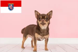 Read more about the article Criadores de Chihuahua e cachorros em Hessen