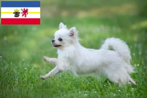 Read more about the article Criadores de Chihuahua e cachorros em Mecklenburg-Vorpommern