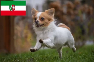 Read more about the article Criadores de Chihuahua e cachorros em Renânia do Norte-Vestefália