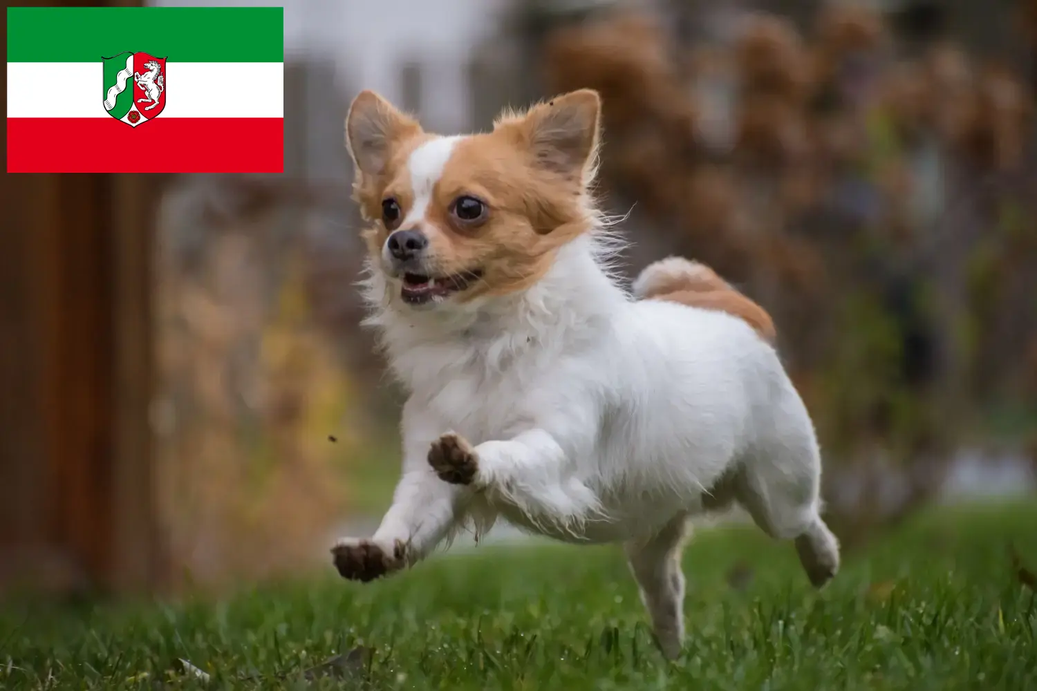 Chihuahua cachorros e criadores Renânia do Norte-Vestefália Aqui pode encontrar criadores de Chihuahua na Renânia do Norte-Vestefália.