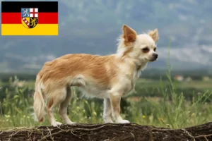Read more about the article Criadores de Chihuahua e cachorros em Saarland