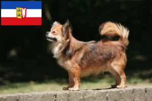 Read more about the article Criadores de Chihuahua e cachorros em Schleswig-Holstein