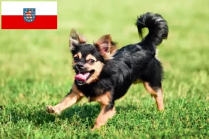 Read more about the article Criadores de Chihuahua e cachorros em Thuringia