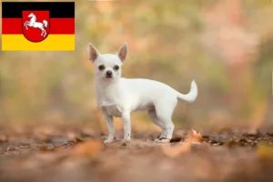 Read more about the article Criadores de Chihuahua e cachorros na Baixa Saxónia