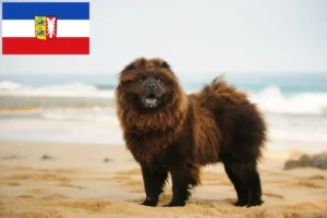 Read more about the article Chow-Chow criadores e cachorros em Schleswig-Holstein