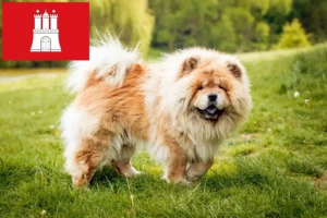 Read more about the article Chow-Chow criadores e cachorros em Hamburgo