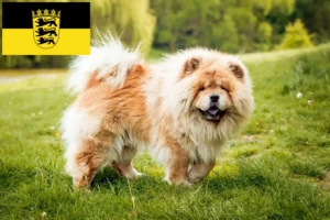 Read more about the article Chow-Chow criadores e cachorros em Baden-Württemberg