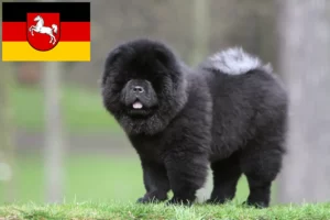 Read more about the article Criadores de Chow-Chow e cachorros na Baixa Saxónia