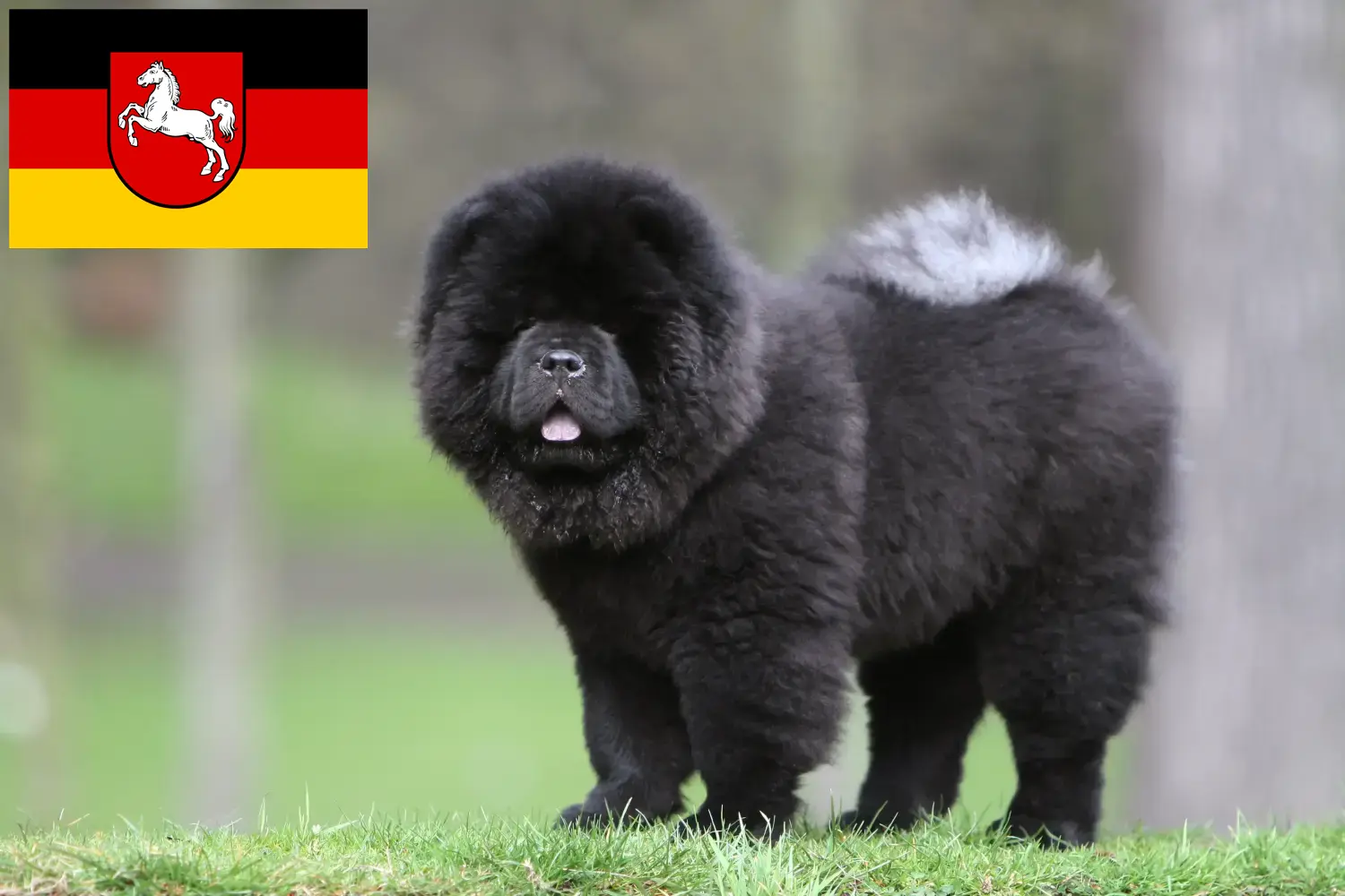 Read more about the article Criadores de Chow-Chow e cachorros na Baixa Saxónia