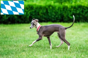 Read more about the article Criadores de sinos de vento italianos e cachorros na Baviera