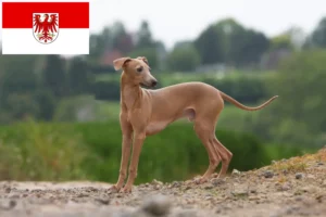 Read more about the article Criadores de sinos de vento italianos e cachorros em Brandenburg