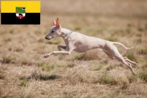 Read more about the article Criadores de sinos de vento italianos e cachorros na Saxónia-Anhalt