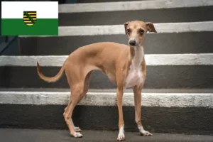 Read more about the article Criadores de sinos de vento italianos e cachorros na Saxónia