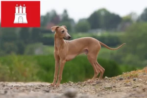 Read more about the article Criador de carrilhão de vento italiano e cachorros em Hamburgo