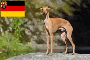 Read more about the article Criadores de sinos de vento italianos e cachorros na Renânia-Palatinado