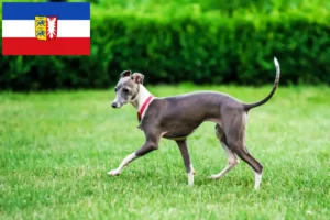Read more about the article Criadores de sinos de vento italianos e cachorros em Schleswig-Holstein