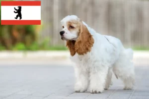 Read more about the article Criador de Cocker Spaniel americano e cachorros em Berlim
