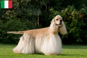 Read more about the article Criadores de Cocker Spaniel americano e cachorros em Itália