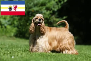 Read more about the article Criadores de Cocker Spaniel americano e cachorros em Mecklenburg-Vorpommern