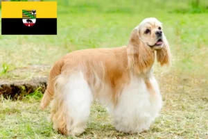 Read more about the article Criadores de Cocker Spaniel americano e cachorros em Saxónia-Anhalt