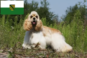 Read more about the article Criadores de Cocker Spaniel americano e cachorros em Saxónia