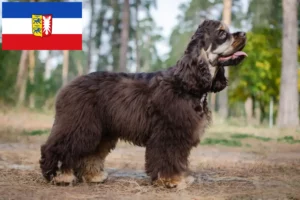 Read more about the article Criadores de Cocker Spaniel americano e cachorros em Schleswig-Holstein