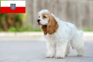 Read more about the article Criadores de Cocker Spaniel americano e cachorros na Turíngia