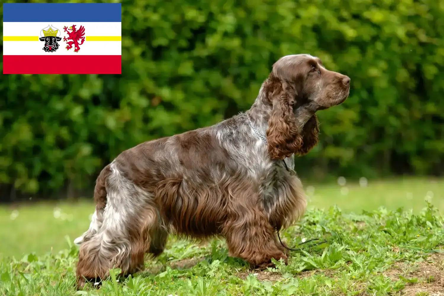 Read more about the article Criadores de Cocker Spaniel inglês e cachorros em Mecklenburg-Vorpommern