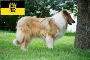 Read more about the article Criadores de Collie e cachorros em Baden-Württemberg