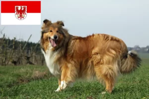 Read more about the article Criadores de Collie e cachorros em Brandenburg