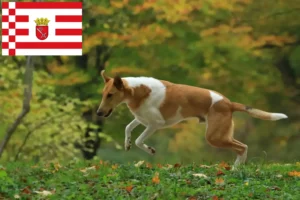 Read more about the article Criadores de Collie e cachorros em Bremen
