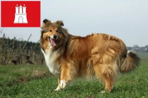 Read more about the article Criadores de Collie e cachorros em Hamburgo