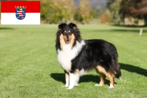 Read more about the article Criadores de Collie e cachorros em Hessen