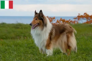 Read more about the article Criadores de Collie e cachorros em Itália