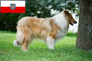 Read more about the article Criadores de Collie e cachorros em Thuringia