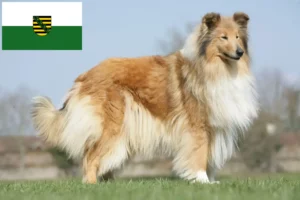 Read more about the article Criadores de Collie e cachorros em Saxónia