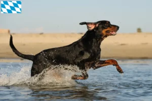 Read more about the article Criadores de Coonhound preto e castanho e cachorros na Baviera