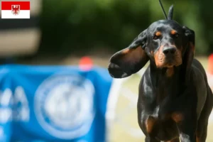 Read more about the article Criadores de Coonhound preto e castanho e cachorros em Brandenburg