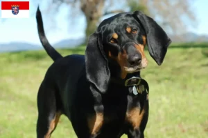 Read more about the article Criadores de Coonhound preto e castanho e cachorros em Hessen