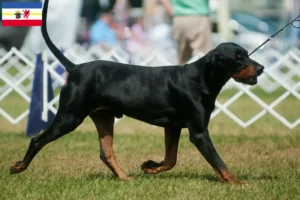 Read more about the article Criadores de Coonhound preto e castanho e cachorros em Mecklenburg-Vorpommern