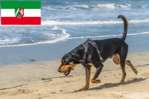Read more about the article Criadores de Coonhound preto e castanho e cachorros na Renânia do Norte-Vestefália