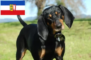 Read more about the article Criadores de Coonhound preto e castanho e cachorros em Schleswig-Holstein