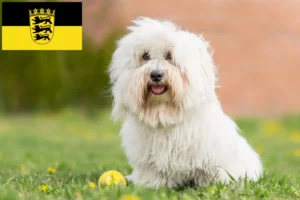 Read more about the article Criadores de Coton de Tuléar e cachorros em Baden-Württemberg