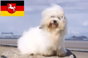 Read more about the article Criadores de Coton de Tuléar e cachorros na Baixa Saxónia