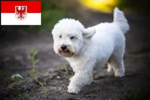 Read more about the article Criadores de Coton de Tuléar e cachorros em Brandenburg