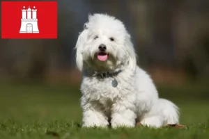 Read more about the article Criadores de Coton de Tuléar e cachorros em Hamburgo
