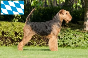 Read more about the article Criadores de Airedale Terrier e cachorros na Baviera