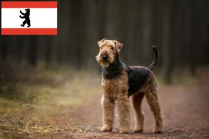 Read more about the article Criadores de Airedale Terrier e cachorros em Berlim