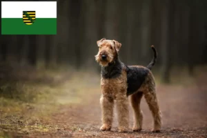 Read more about the article Criadores de Airedale Terrier e cachorros em Saxónia